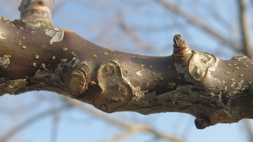 Juglans regia twijgen