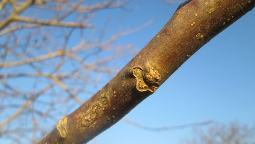 Juglans regia twijgen