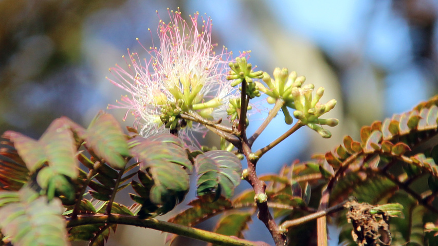 Albizia julibrissin 'Summer Chocolate' Blumen