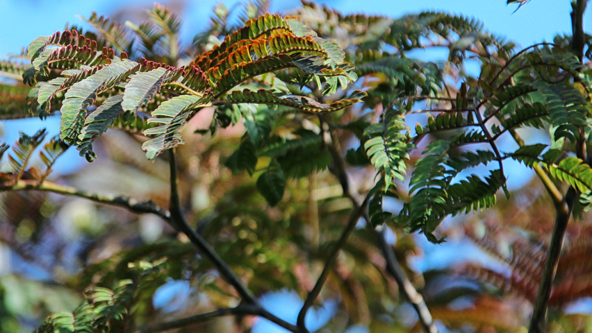 Albizia julibrissin 'Summer Chocolate' Blatt
