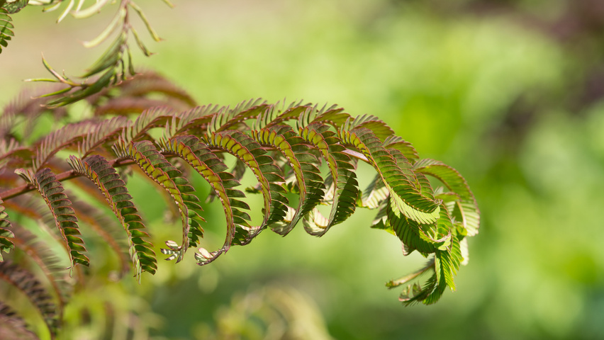 Albizia julibrissin 'Summer Chocolate' Blatt