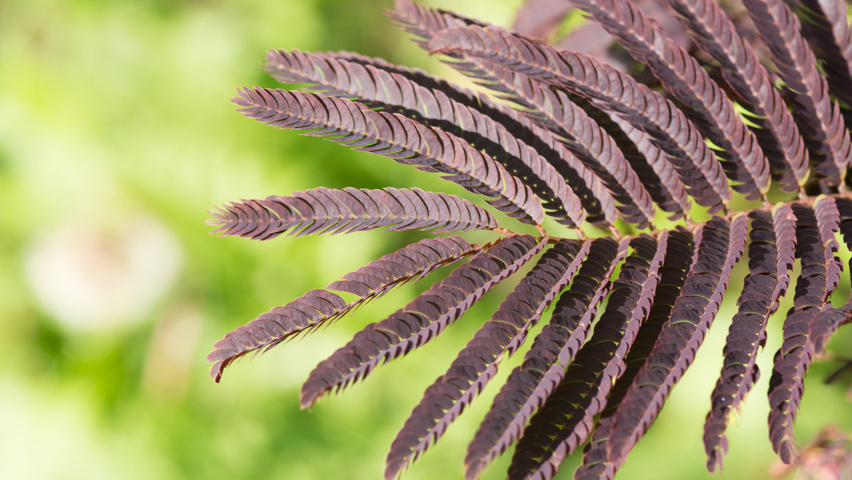 Albizia julibrissin 'Summer Chocolate' Blatt