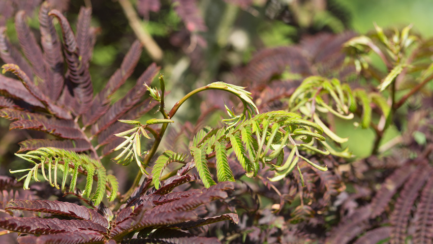Albizia julibrissin 'Summer Chocolate' Blatt