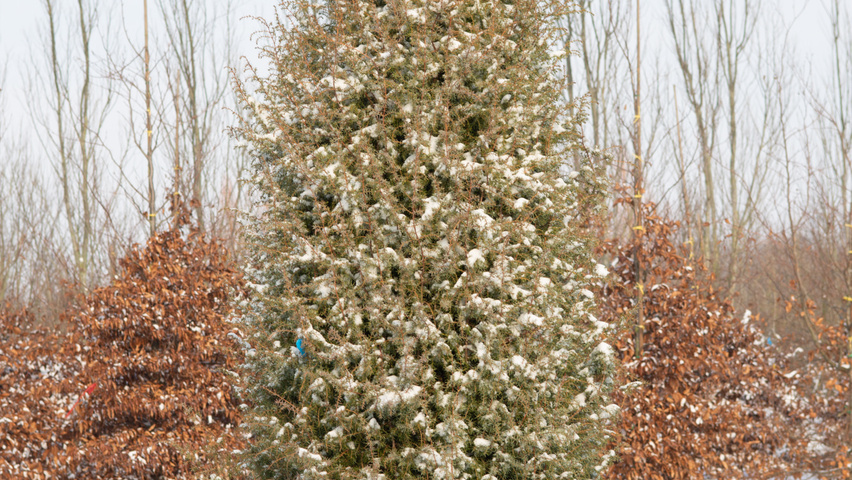 Juniperus communis feathered
