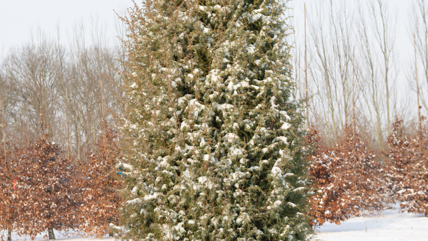 Juniperus communis feathered