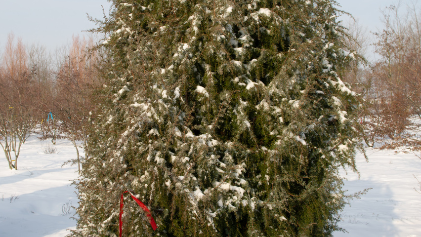 Juniperus communis feathered