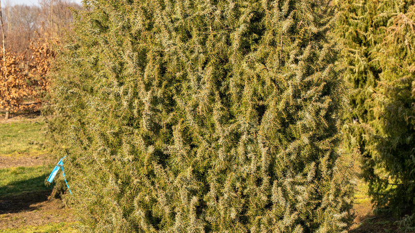 Juniperus communis feathered