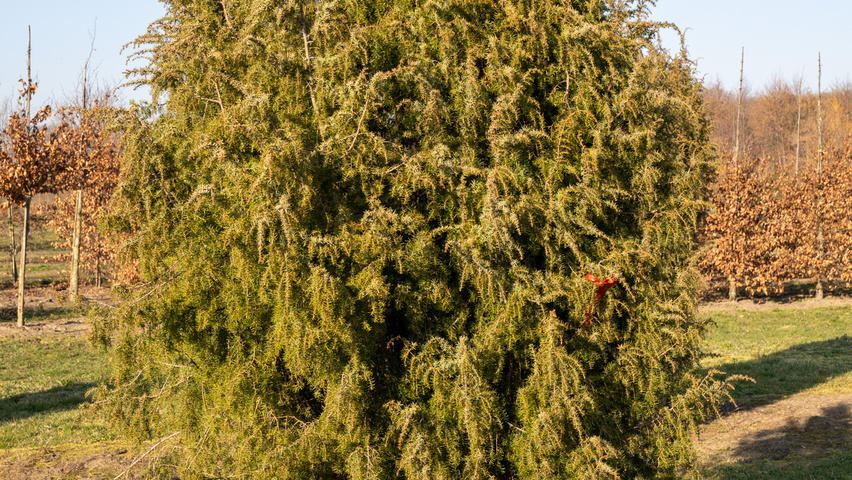 Juniperus communis feathered