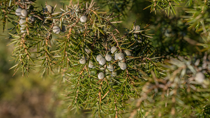 Juniperus communis fruits