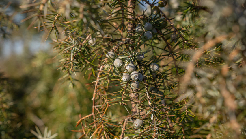 Juniperus communis fruits