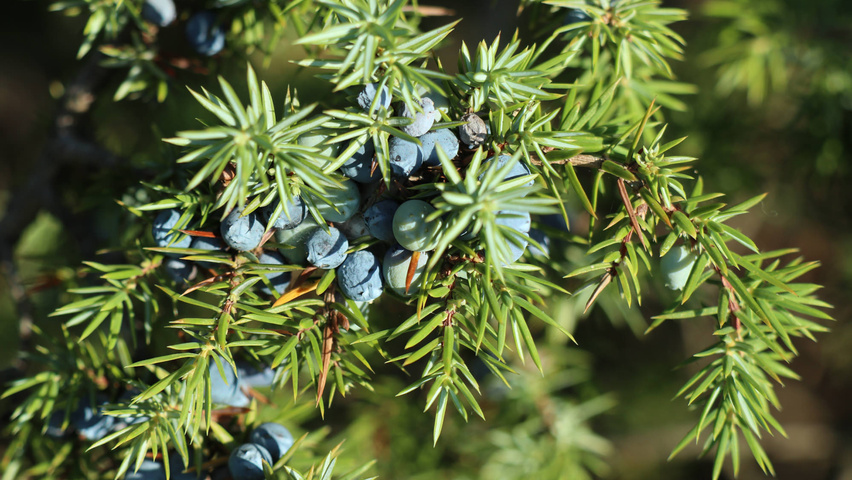 Juniperus communis fruits