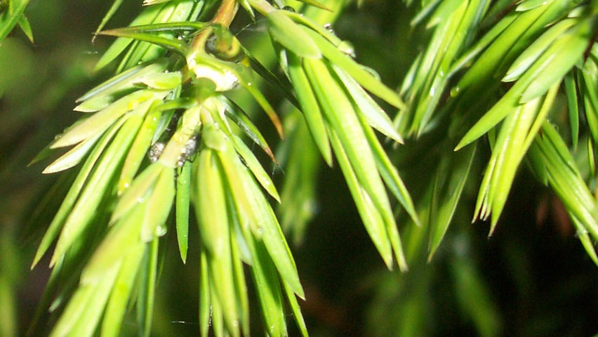Juniperus communis leaves