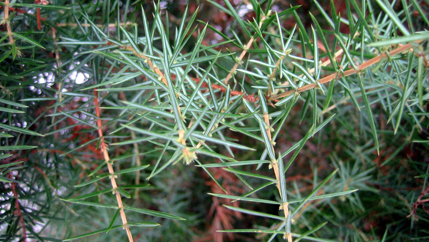 Juniperus communis leaves
