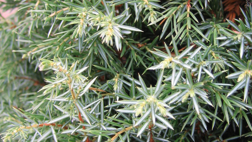 Juniperus communis leaves