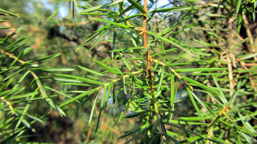 Juniperus communis leaves