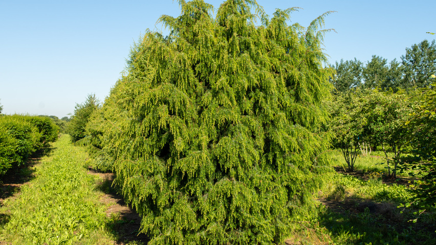 Juniperus communis solitary shrubs