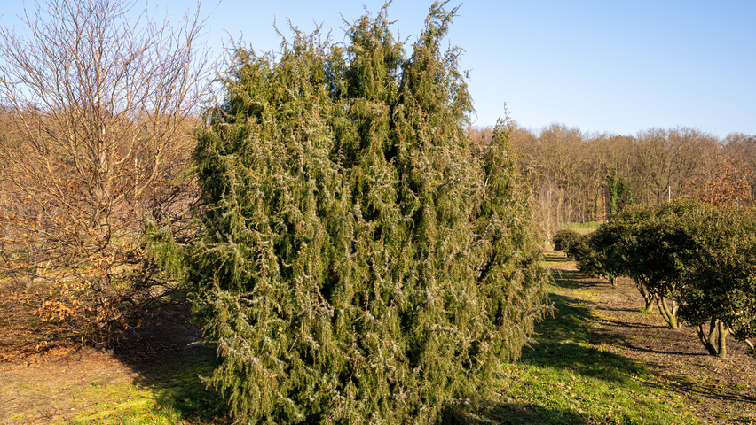 Juniperus communis solitary shrubs