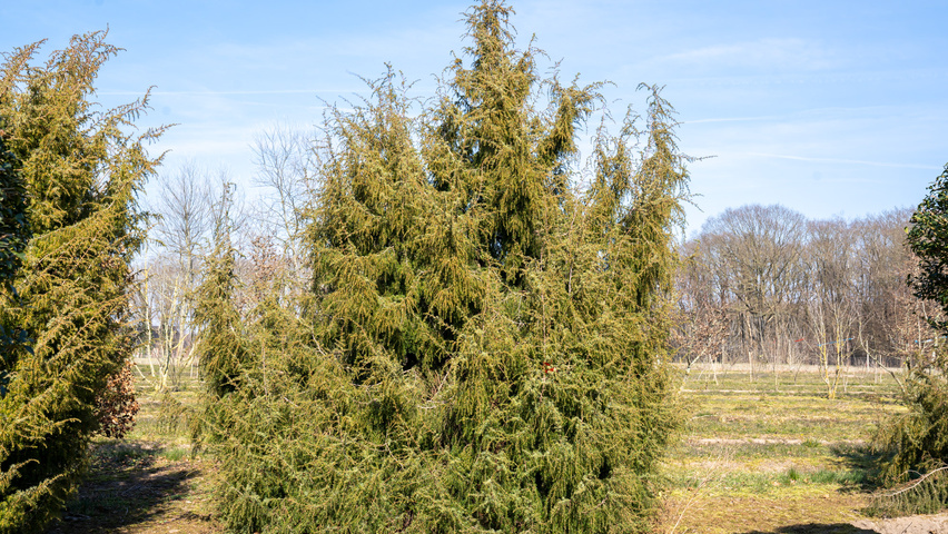 Juniperus communis solitary shrubs
