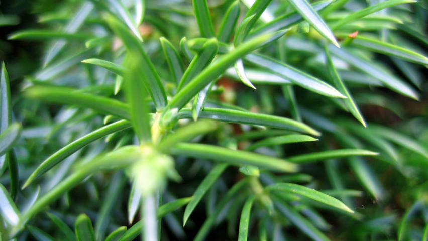 Juniperus communis 'Suecica' leaves