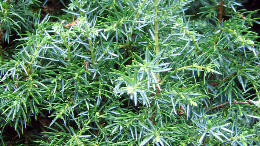 Juniperus communis 'Suecica' leaves