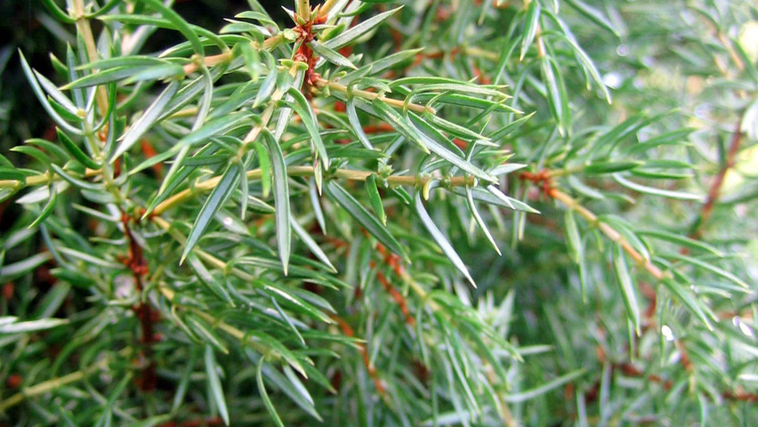 Juniperus communis 'Suecica' leaves