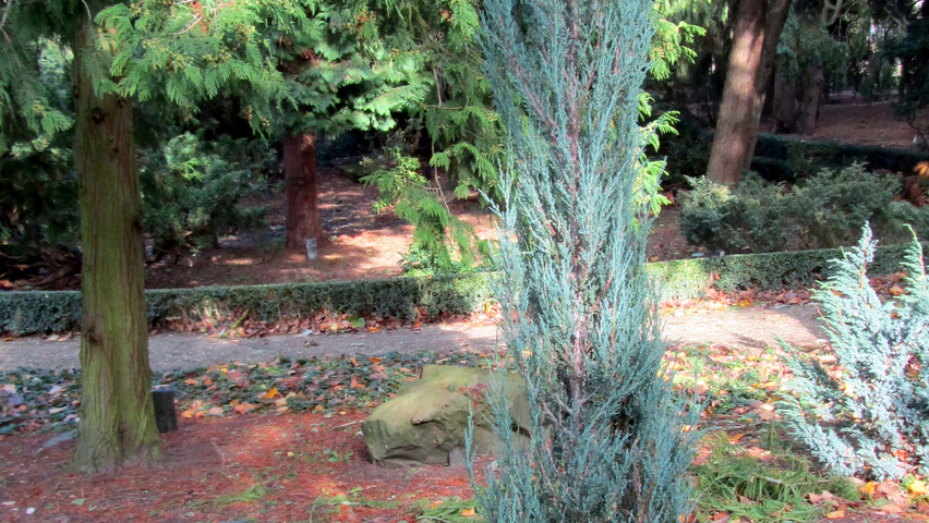 Juniperus scopulorum 'Blue Arrow' pokrój naturalny