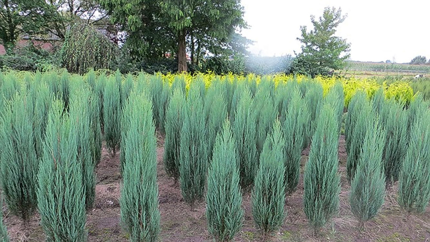 Juniperus scopulorum 'Blue Arrow' pokrój naturalny