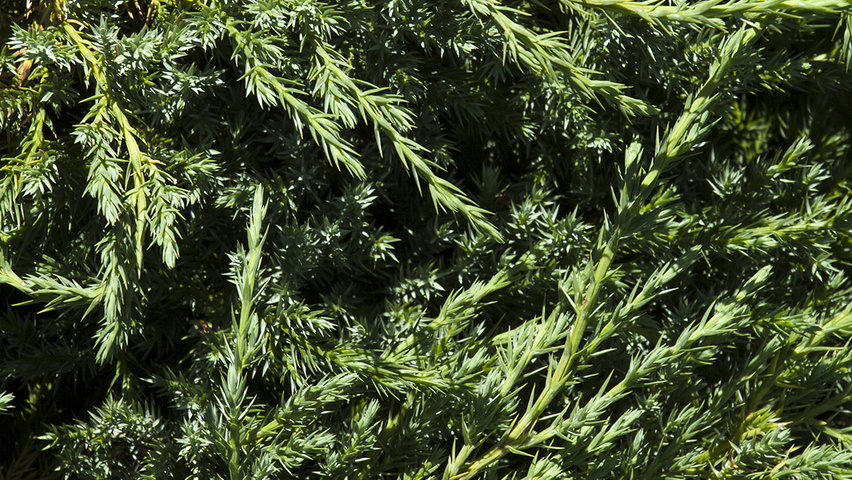 Juniperus squamata 'Blue Carpet' Blatt