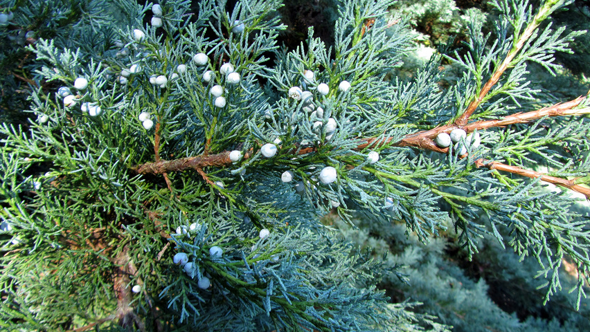 Juniperus virginiana 'Hetz' Frucht