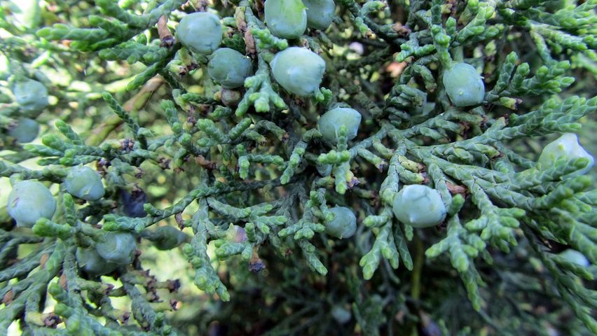 Juniperus virginiana 'Hetz' Frucht