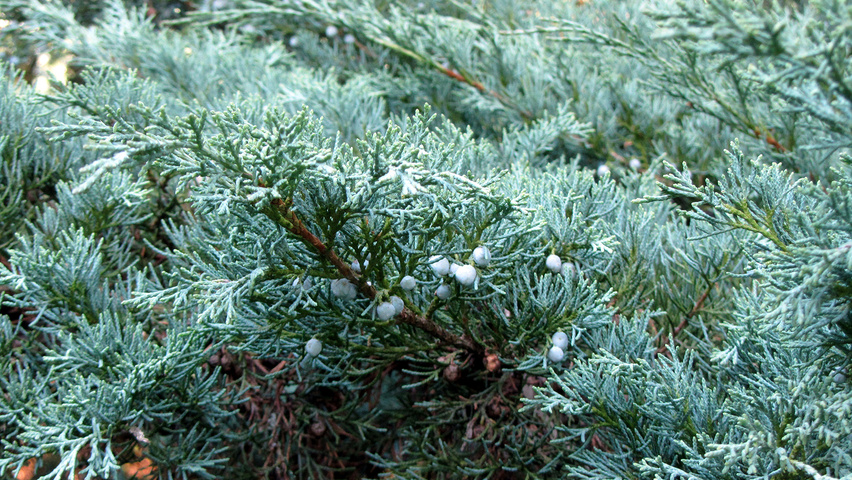 Juniperus virginiana 'Hetz' Blatt