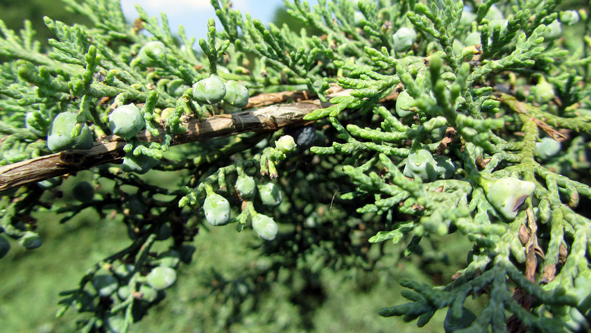 Juniperus virginiana 'Hetz' Zweige
