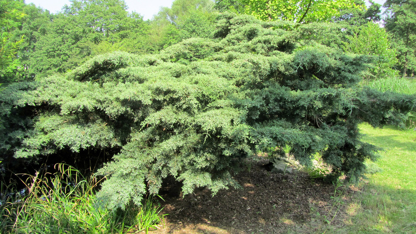 Juniperus virginiana 'Hetz' charakteristische
