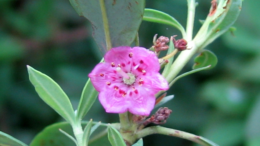 Kalmia angustifolia flowers