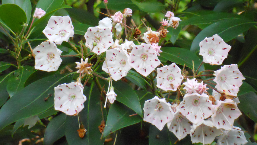 Kalmia latifolia kwiaty