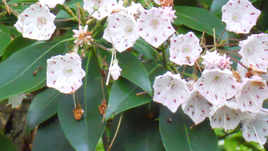 Kalmia latifolia kwiaty