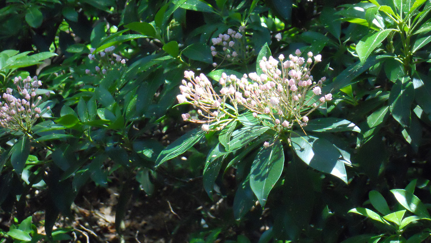 Kalmia latifolia liście