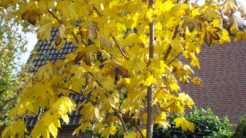 Kalopanax septemlobus herfstblad