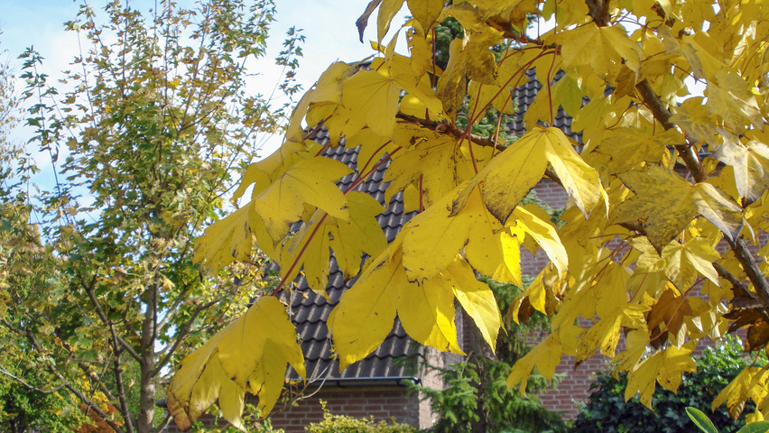 Kalopanax septemlobus herfstblad