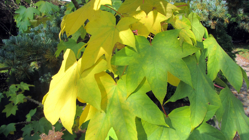 Kalopanax septemlobus herfstblad