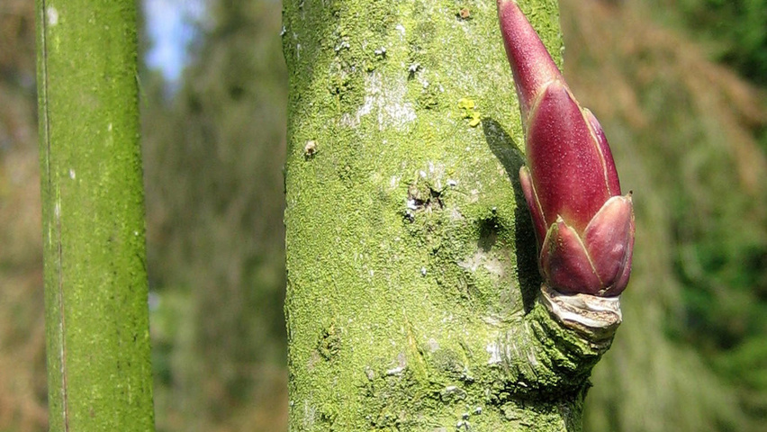 Kalopanax septemlobus bast