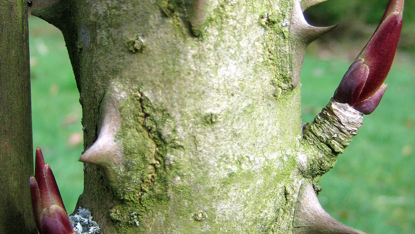 Kalopanax septemlobus bast