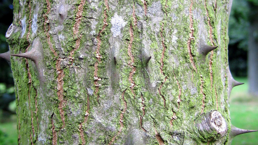 Kalopanax septemlobus bast