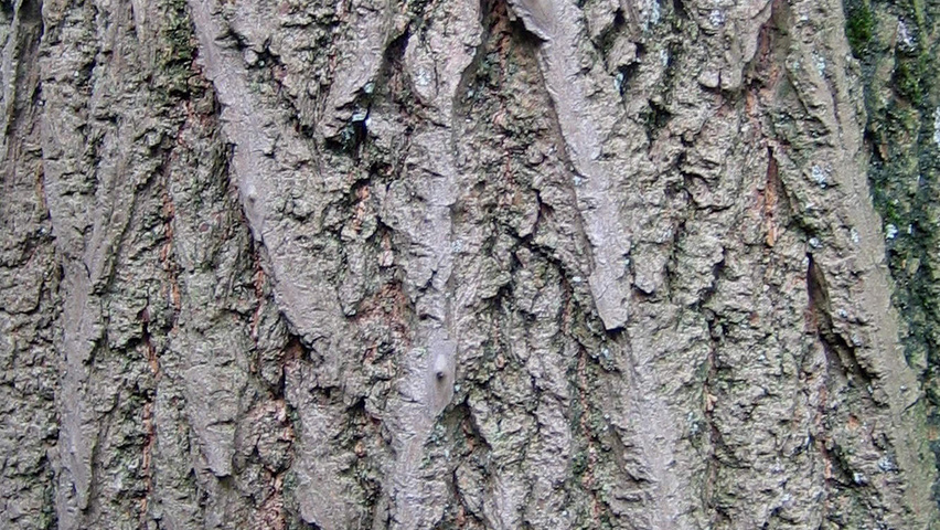 Kalopanax septemlobus bast