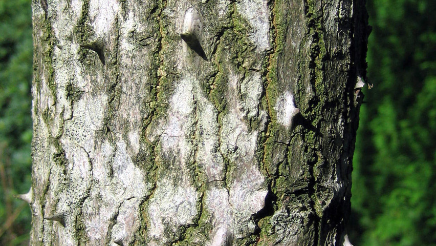 Kalopanax septemlobus bast