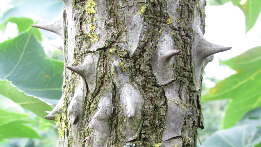 Kalopanax septemlobus bast