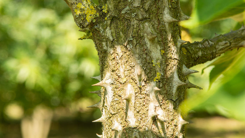 Kalopanax septemlobus bast