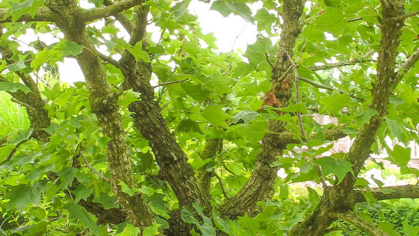 Kalopanax septemlobus karakteristiek