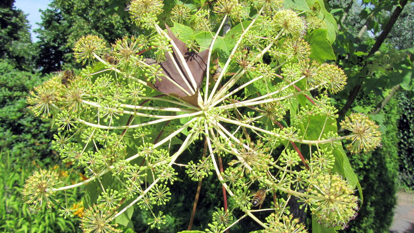 Kalopanax septemlobus bloem