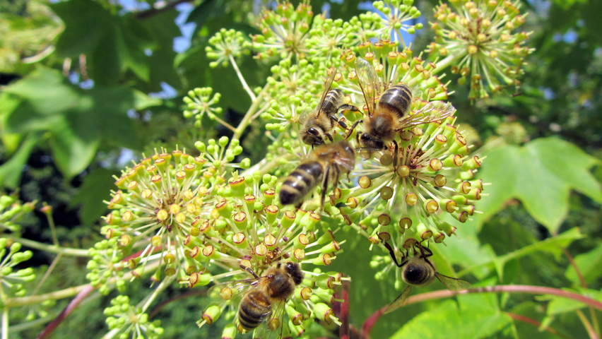 Kalopanax septemlobus bloem